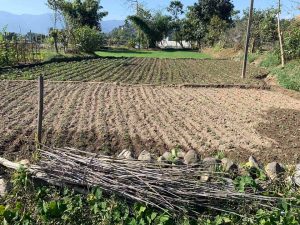 Ghaderi for sale in Lekhanath