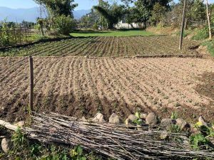 Ghaderi for sale in Lekhanath